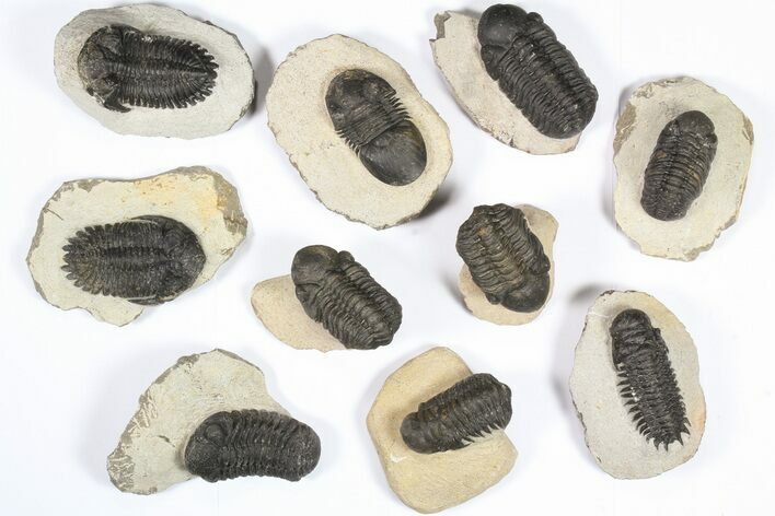 Lot: Assorted Devonian Trilobites - Pieces #79777
